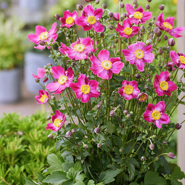 6253897_anemone_fantasy_ariel_04