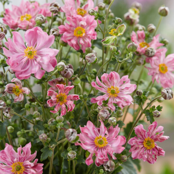 6252861_anemone_fantasy_belle_02