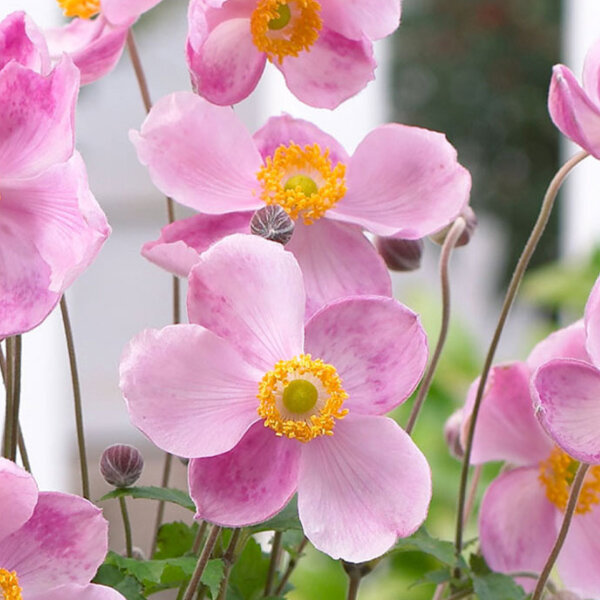 4212835_anemone_little_princess_01