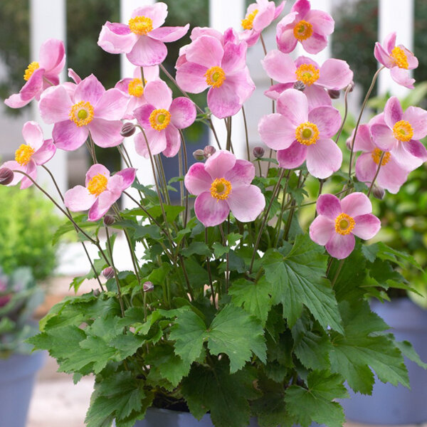 4212835_anemone_little_princess_02