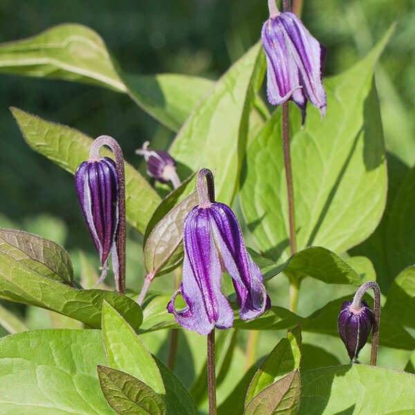 9200085_clematis_blue_ribbons_01