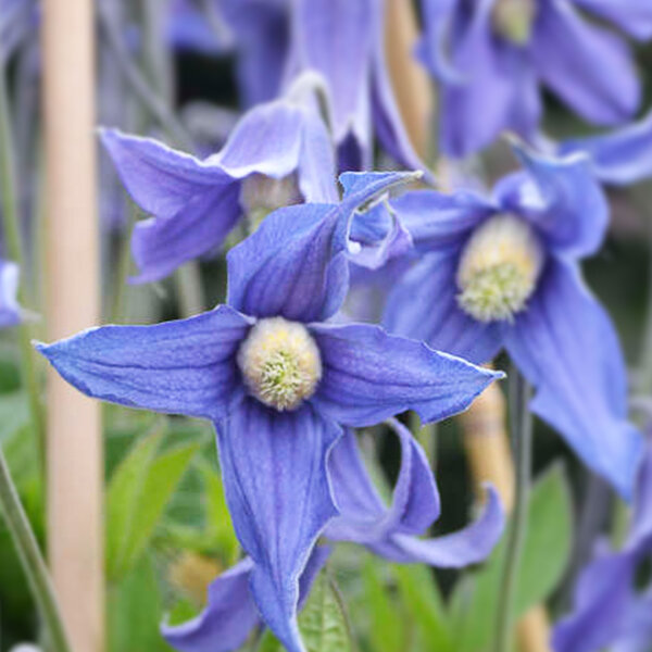 9200085_clematis_blue_ribbons_03