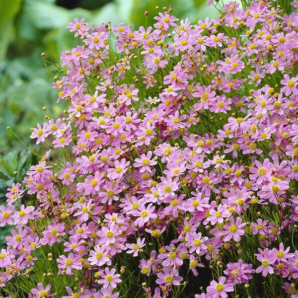 4251871_coreopsis_american_dream_03