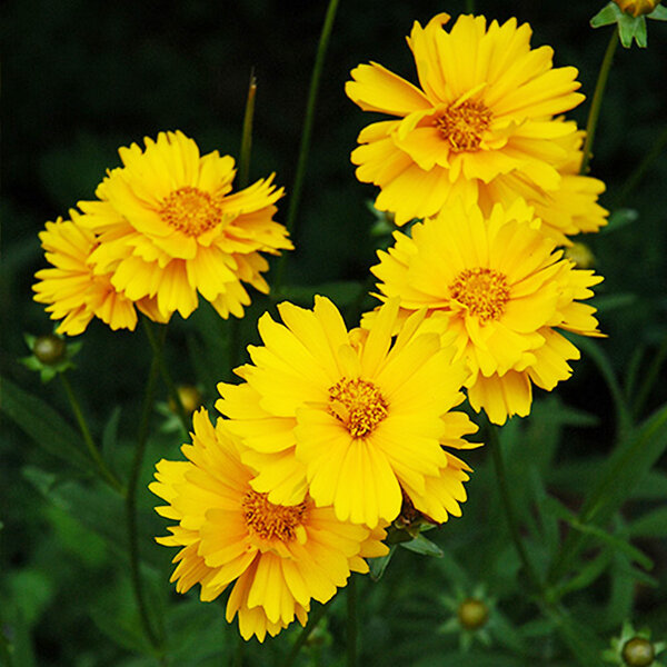 4244314_coreopsis_early_sunrise_01