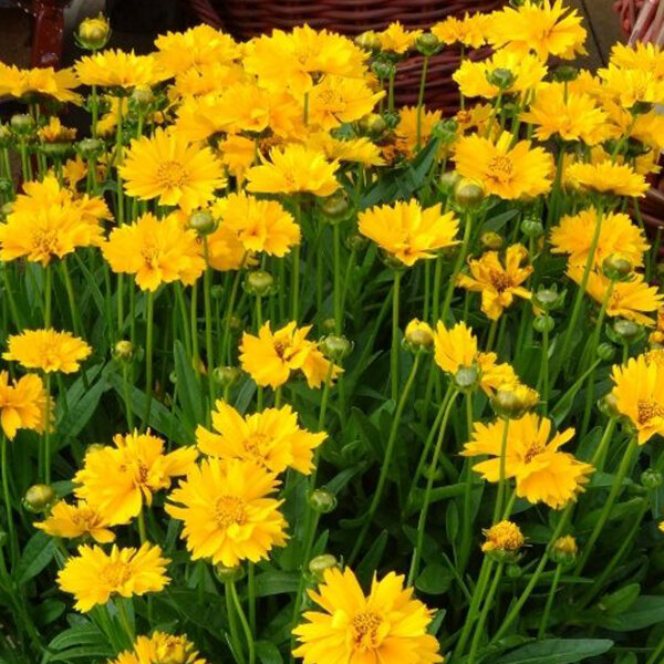 4244314_coreopsis_early_sunrise_02
