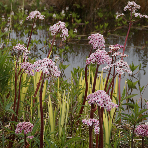 2244099_darmera_peltata_01