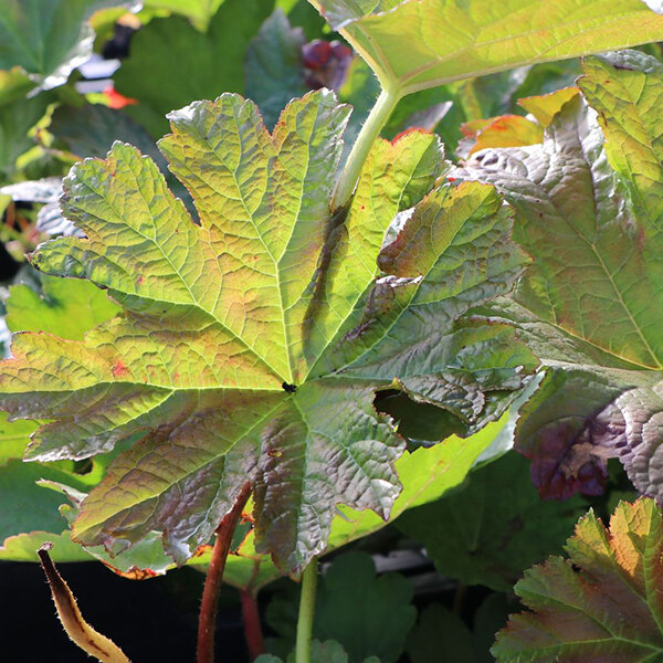 2244099_darmera_peltata_02