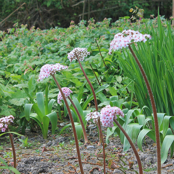 2244099_darmera_peltata_03