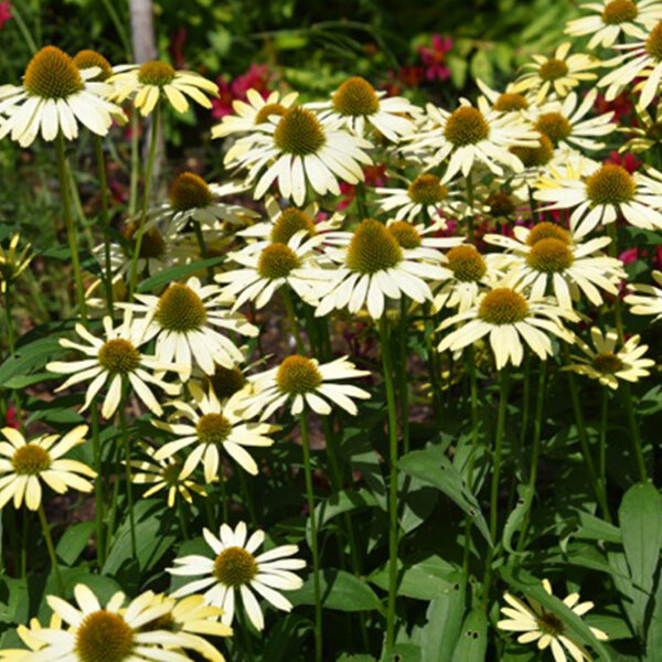 3201707_echinacea_chiquita_01