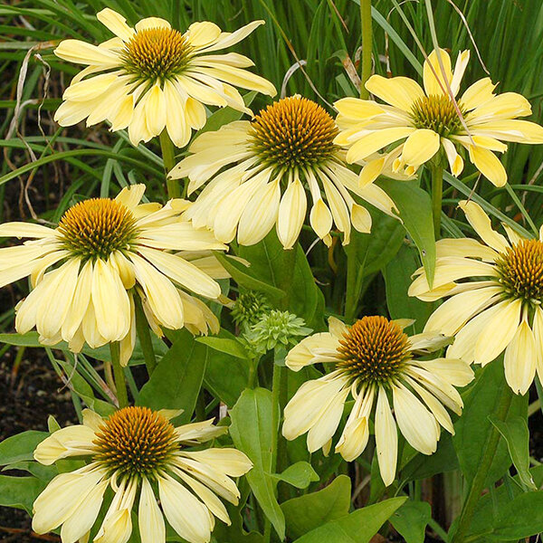 3201707_echinacea_chiquita_02