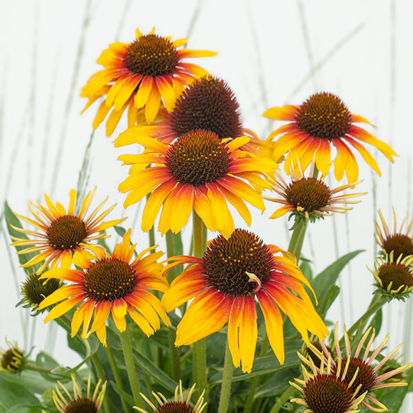 3201708_echinacea_fiery_meadow_mama_01
