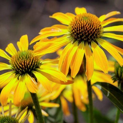 06200943_echinacea_golden_skipper_01