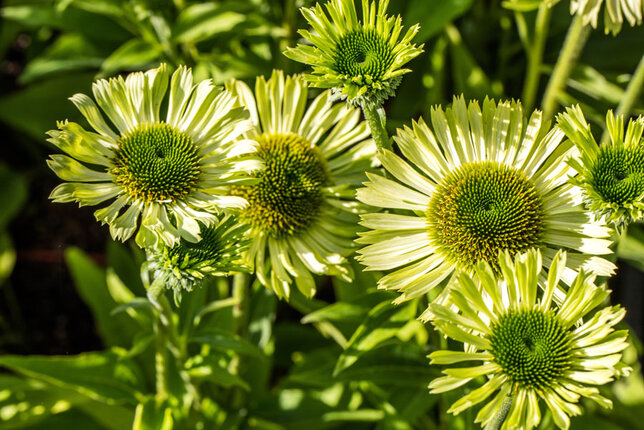 7250856_echinacea_green_jewel_01