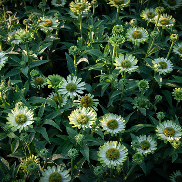 7250856_echinacea_green_jewel_03