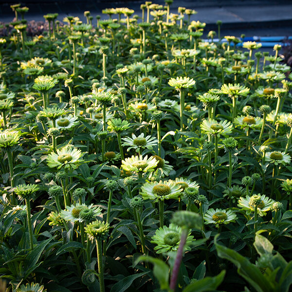 7250856_echinacea_green_jewel_04