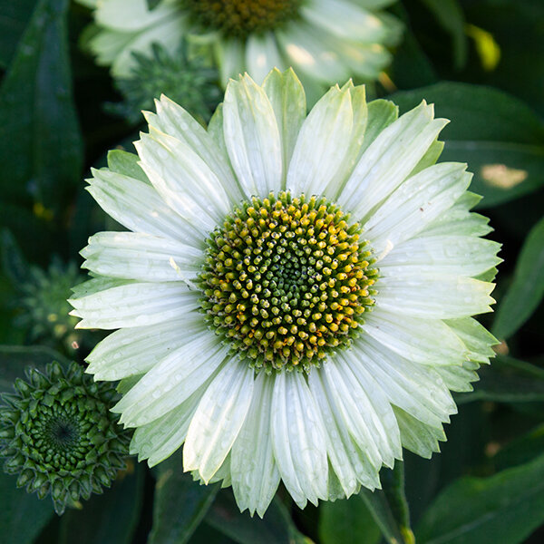 7250856_echinacea_green_jewel_06