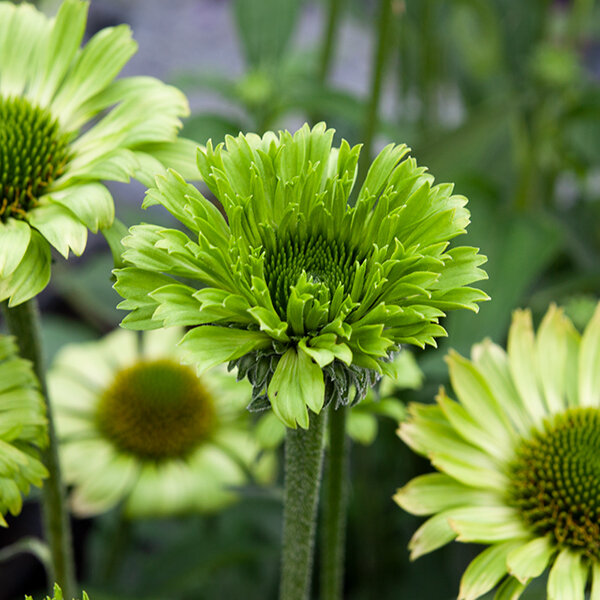 7250856_echinacea_green_jewel_09