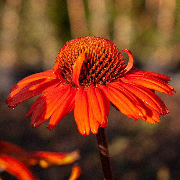 6211709_echinacea_kismet_intense_orange_02