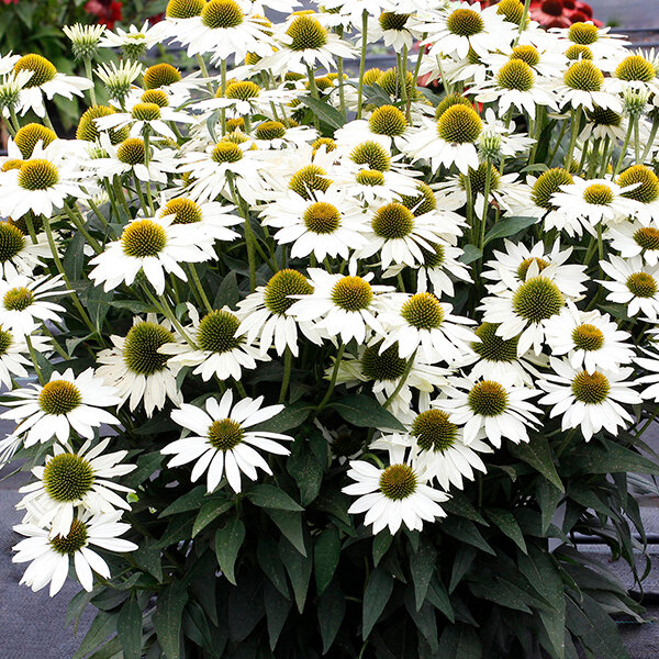 6212943_echinacea_kismet_white_01