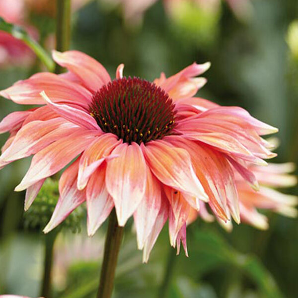 3201711_echinacea_playful_meadow_mama_02