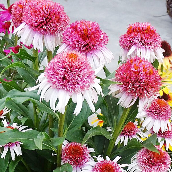 5251714_echinacea_strawberry_and_cream_04