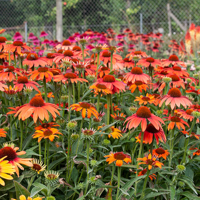 5251637_echinacea_sunseekers_coral_03