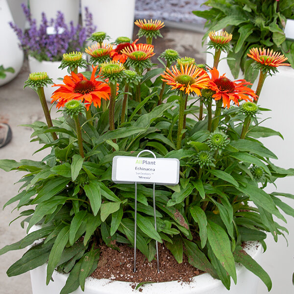 7254321_echinacea_sunseekers_mineola_02