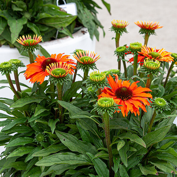 7254321_echinacea_sunseekers_mineola_03