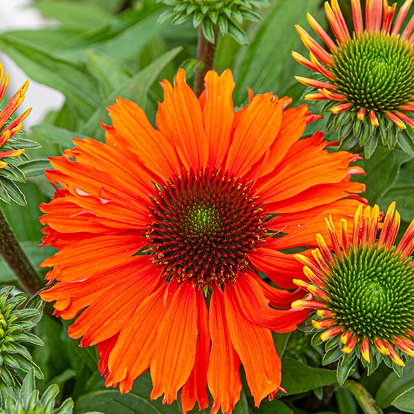 7254321_echinacea_sunseekers_mineola_04