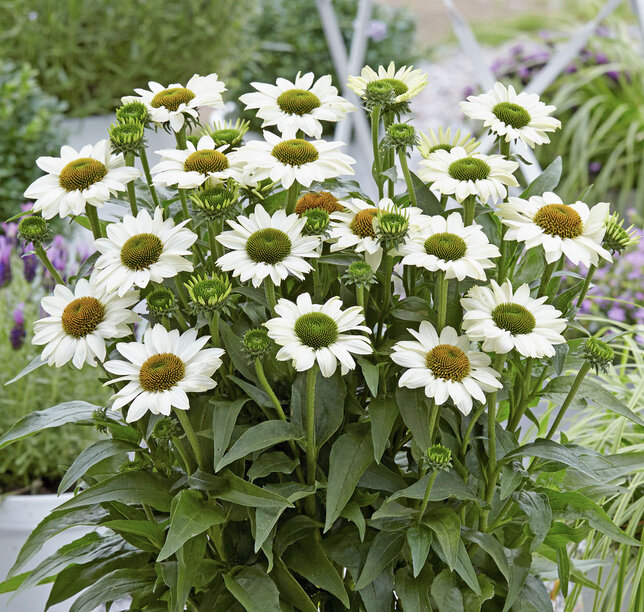 6253905_echinacea_sunseekers_white_beauty_01