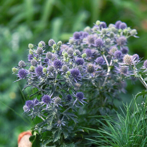 6254318_eryngium_blue_lagoon_02