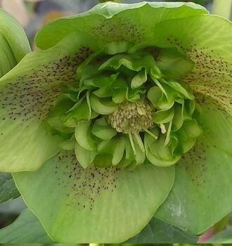 7252628_helleborus_anemone_green_spotted_02