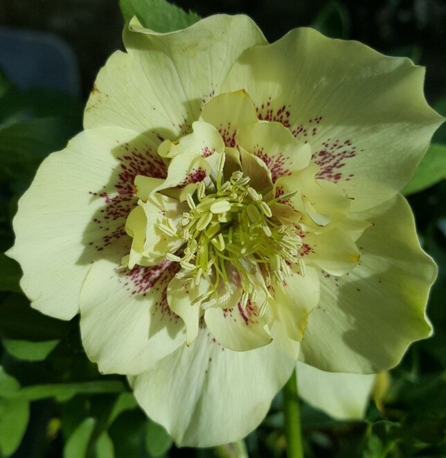 7252628_helleborus_anemone_green_spotted_03
