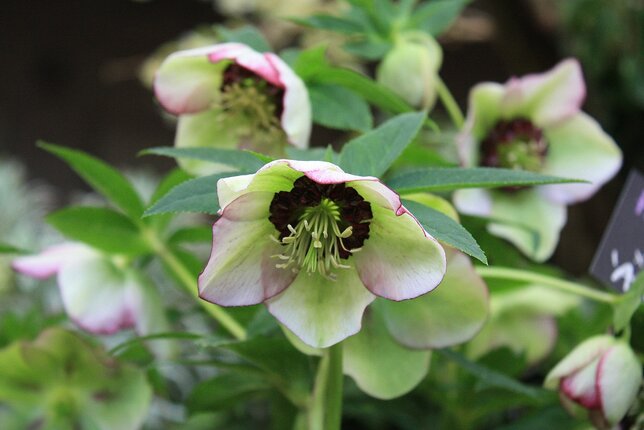 9251664_helleborus_anemone_picotee_01