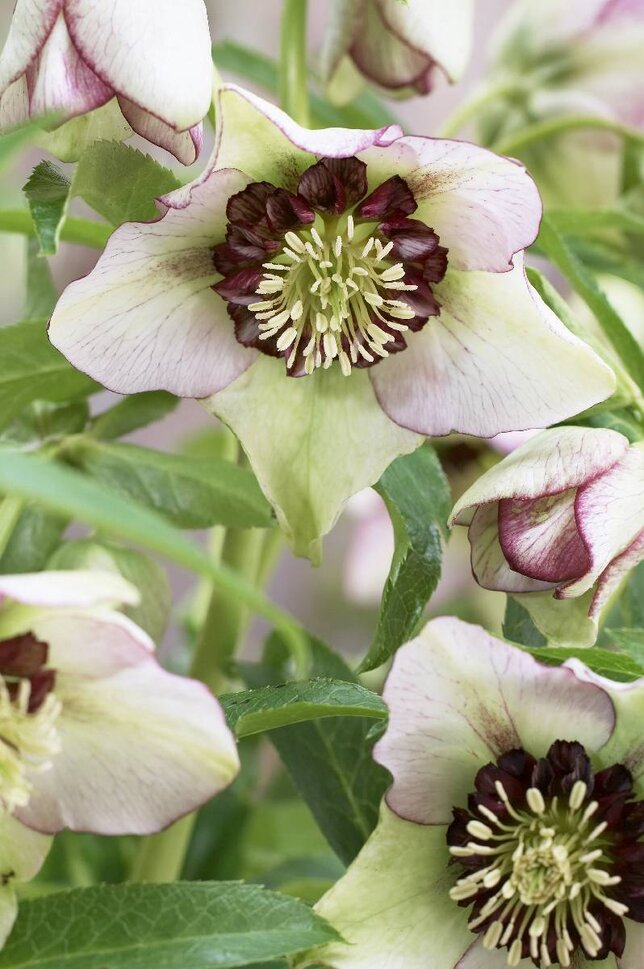 9251664_helleborus_anemone_picotee_03