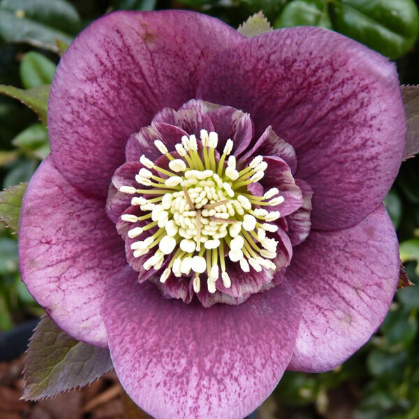 9250785_helleborus_anemone_purple_dark_01