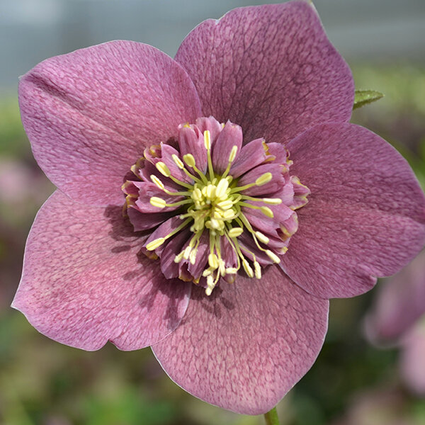11233510_helleborus_anemone_red_spotted_01