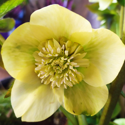 9240790_helleborus_anemone_super_yellow_03