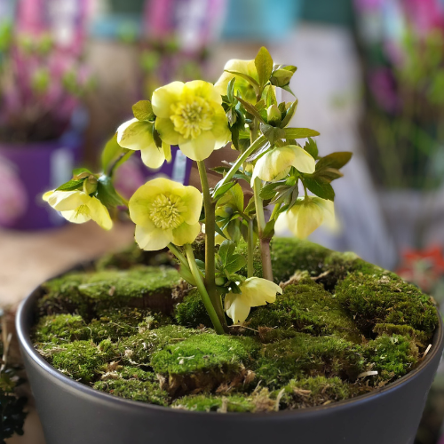 9240790_helleborus_anemone_super_yellow_04