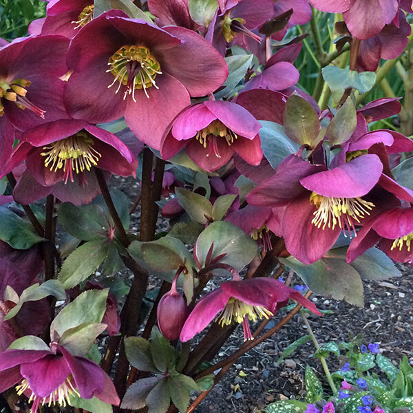 9242870_helleborus_anna_s_red_01