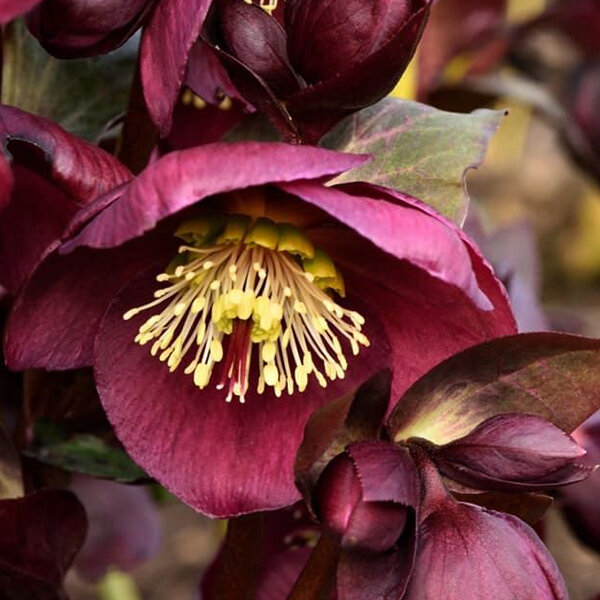 9242870_helleborus_anna_s_red_02