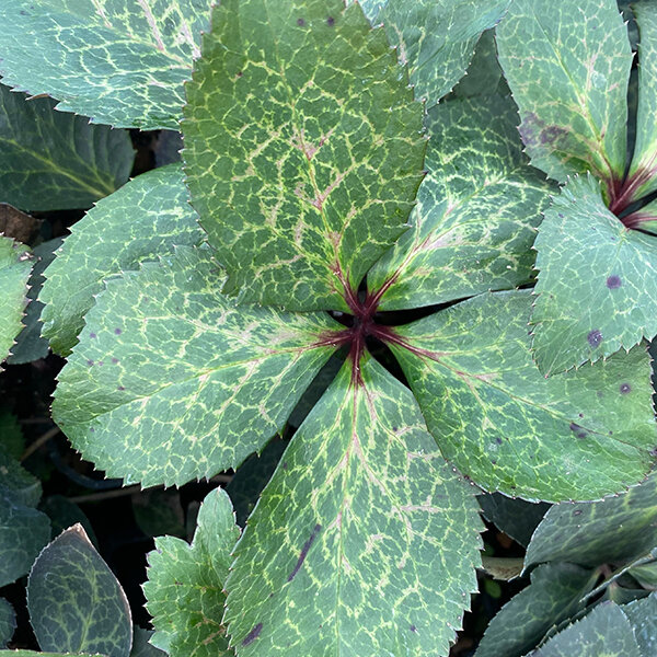 9242870_helleborus_anna_s_red_06