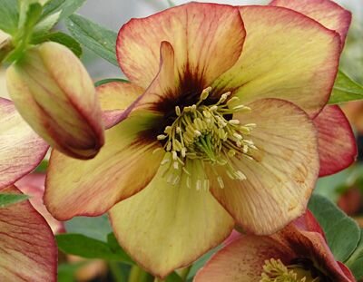 8211257_helleborus_apricot_red_center_01