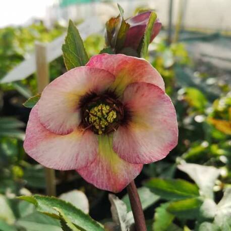 8211257_helleborus_apricot_red_center_02