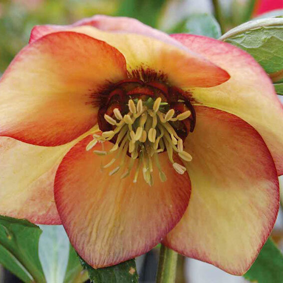 8211257_helleborus_apricot_red_center_03
