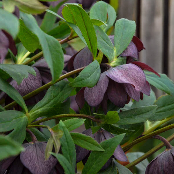 10254698_helleborus_dark_and_handsome_01