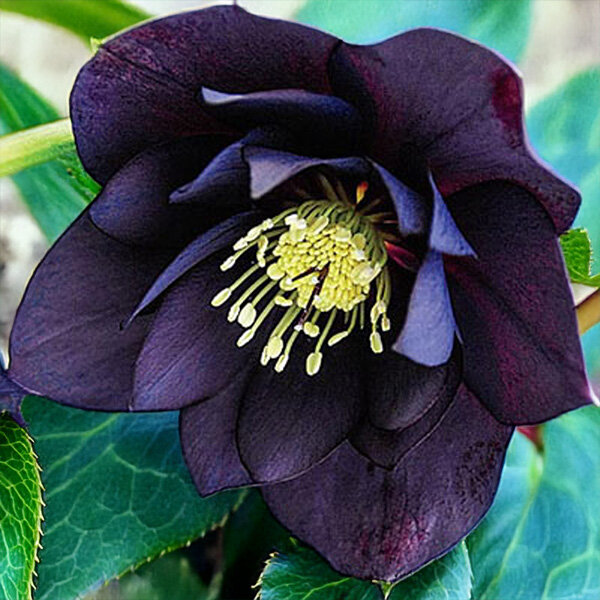 10254698_helleborus_dark_and_handsome_04