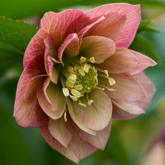 9241249_helleborus_double_apricot_02
