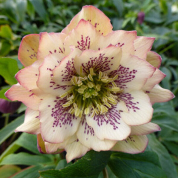 11233512_helleborus_double_apricot_spotted_02