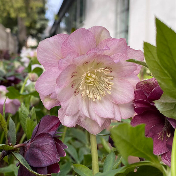 3250224_helleborus_double_ellen_pink_02